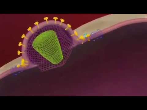 Antiretrovirals and the HIV Pandemic