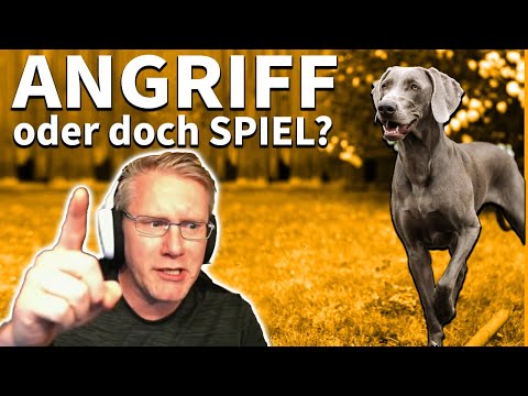 Jagdhunde sind einfach anders - Vorstehen wird oft falsch interpretiert