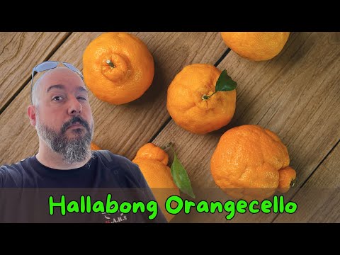 How to Make Hallabong Orangecello: Korean Citrus Liqueur Recipe! 🍊🍋
