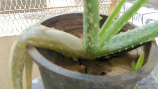 Save overwatered or dying aloe vera plant || love for aloe ❤️ || Easy Greens