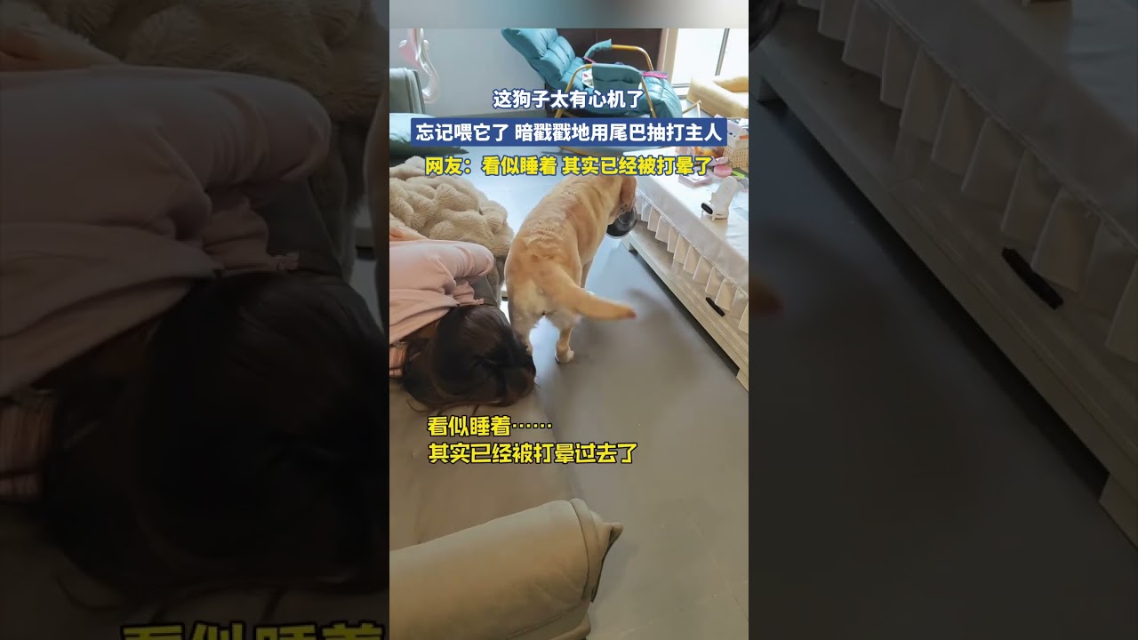 这狗子太有心机了，忘记喂它了 暗戳戳地用尾巴抽打主人