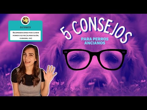 CONSEJOS PARA CUIDAR UN PERRO ANCIANO