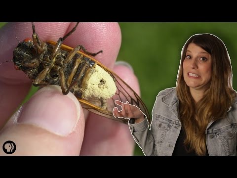 Why Don’t These Cicadas Have Butts? Video