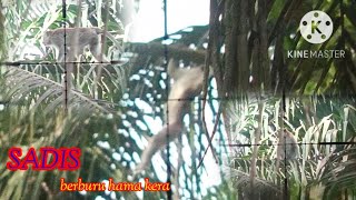 Download lagu Sadistic❗no mercy||hunting pests of monkeys/long-tailed macaques in West Sumatra/#SUMBAR mp3 Download lagu Sadistic❗no mercy||hunting pests of monkeys/long-tailed macaques in West Sumatra/#SUMBAR mp3