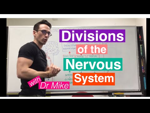 Divisions of the Nervous System | Nervous System