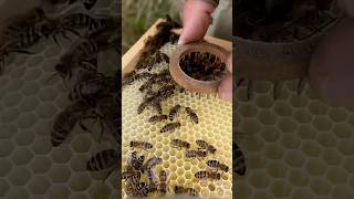 Download lagu HOW TO MARK A QUEEN BEE❗️#viralvideo #information #honey mp3