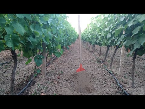 Do vines need to be watered?
