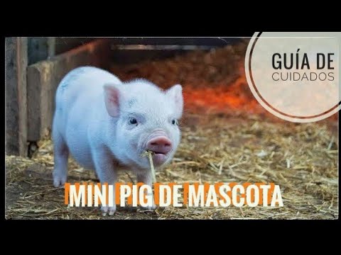, title : 'Mini pig/cerditos y sus cuidados, la mejor mascota??'