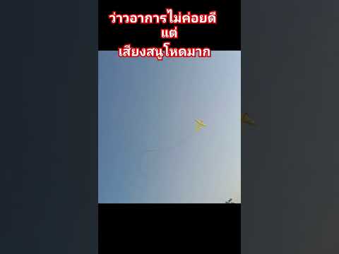 พลังเสียงสนูหวายใบ23มิลสนั่นเมือง!! #ว่าวสนู