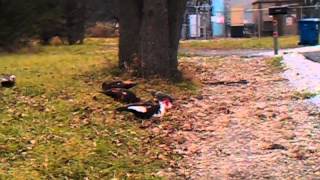 Muscovy Ducks
