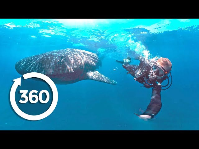 Whale Sharks: Giants of the Deep (360 Video)