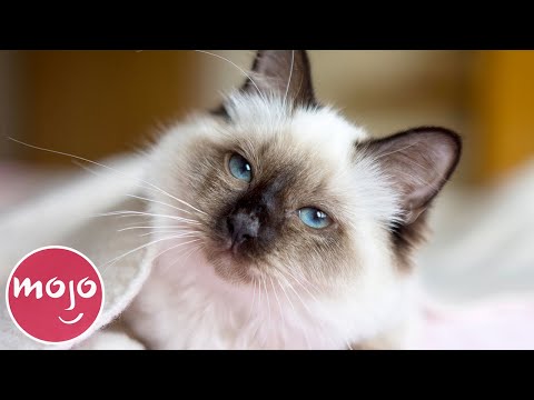 Top 10 Greatest Cat Breeds