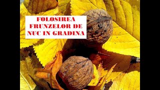 Folosirea frunzelor de nuc în grădină/ Ways to use walnut leaves in the garden