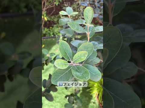 開花を促進するために2月に剪定する6つの低木  庭園