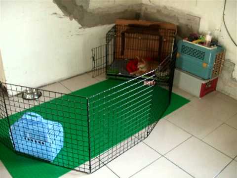 貪吃鬼等待進食篇(原發表者:KuYo麻)(影片)