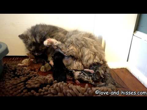 Newborn kitten fights her way out of the amniotic sac