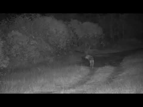Djuma: Hyena with stubbed tail walks by (known as Ribbon) - 03:35 - 07/16/2023