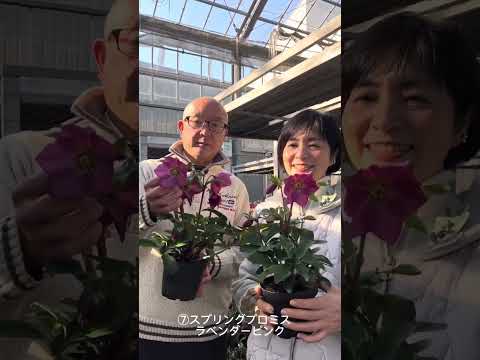 クリスマスローズ ヘレボルス 風化した葉を取り除く