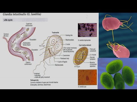 Paraziták antibiotikumos kezelés