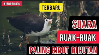 Download lagu Suara Ruak Ruak Paling Ribut- Pemanggil Ruak Ruak mp3