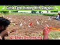 Amazing Cattle Egret Bird Hunting With Slingshot!
