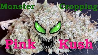 How to Monster crop! Start to finish grow with comparison to mother plants!