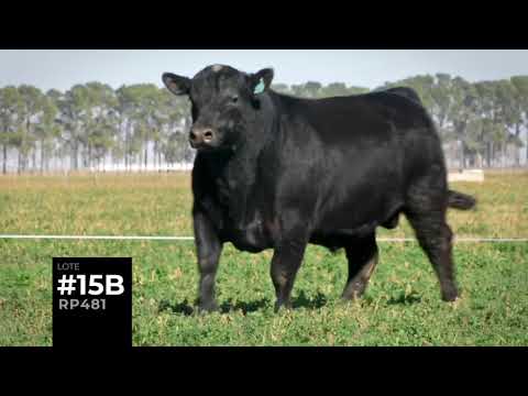 Lote #15 • Dúo Toros Angus • 477 - 481 • Isolet • #49 Clásico Remate Anual 2020
