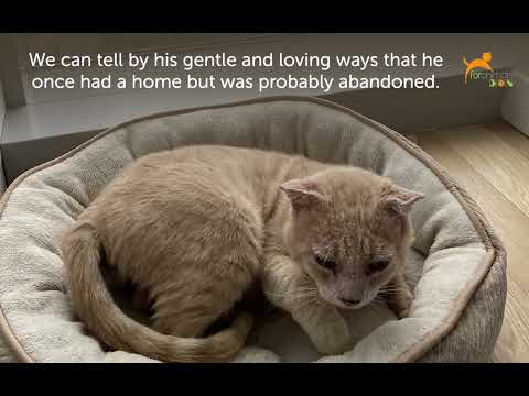 Dennis, an adopted Domestic Short Hair in Kew Gardens, NY_image-1