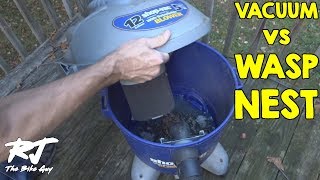 Removing Yellow Jackets From Inside My Wall With Shop Vac Vacuum - Wasps Suck!