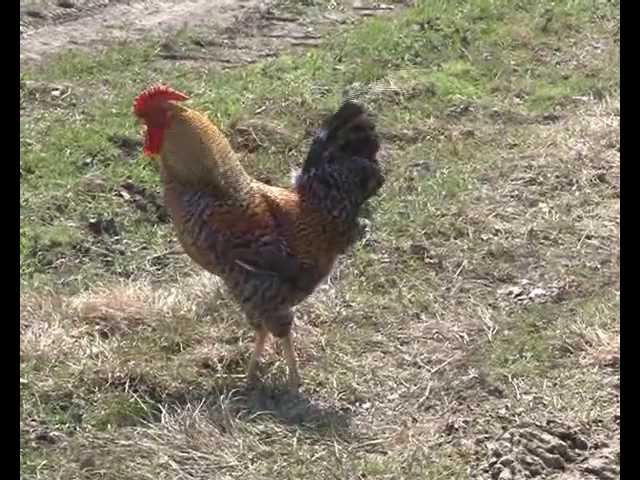 Сельский субботник.  