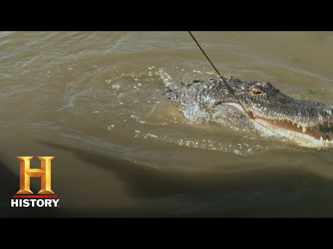 スワンプ・ピープルカウ・アイランドのビッグゲート・コンテスト（シーズン11）｜歴史 (Swamp People: BIGGEST GATOR COMPETITION ON COW ISLAND (Season 11) | History)