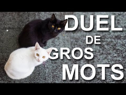 DUEL DE GROS MOTS -  PAROLE DE CHAT