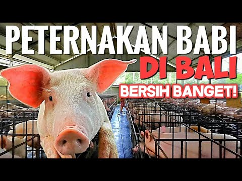 , title : 'BERSIHNYA PETERNAKAN BABI DI BALI - PIG FARM IN BALI'