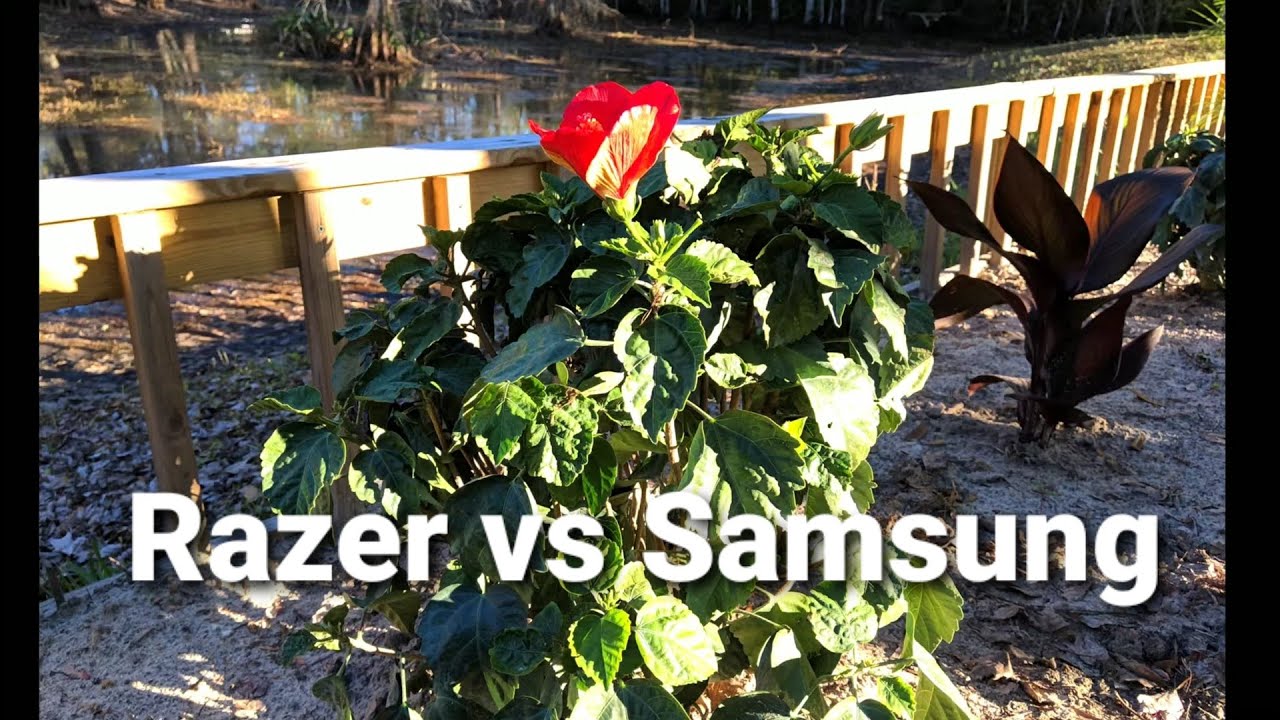 Razer phone 2 camera comparison - stock vs gcam port vs galaxy s8+