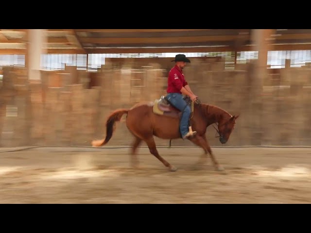 Yegua Quarter Horse En venta 2021 Alaz&aacute;n por AR ROCK STAR