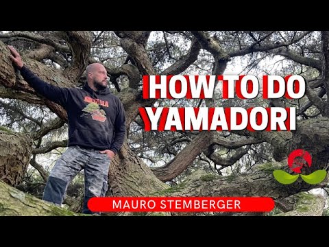 How to do Yamadori By Mauro Stemberger
