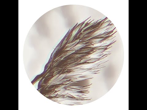 MNMT Premiere : Joachim Spieth & Cauê - Alpha