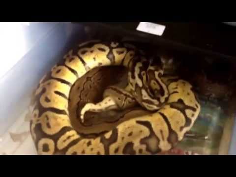 Animal Plastics Economy Rack & Ball Python Collection Update