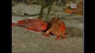 preview picture of video 'Red Handfish (Thymichthys politus) from Tasmania - courting and spawning (laying eggs)'