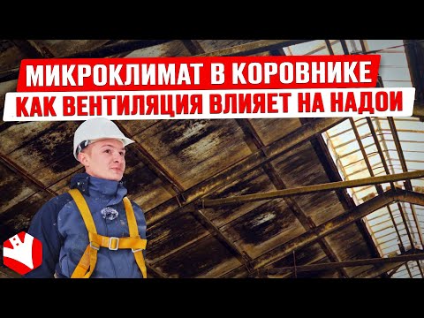 Как вентиляция влияет на надои? | Микроклимат в коровнике | Устройство коровника