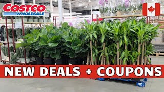Must-Buy Products at Costco | COSTCO CANADA Shopping