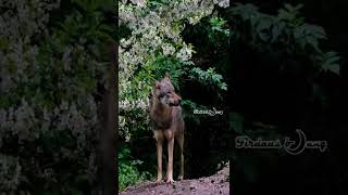 Download lagu The Reason Why Dogs Howl When They Hear the Call to Prayer #shorts #islam #hadith mp3