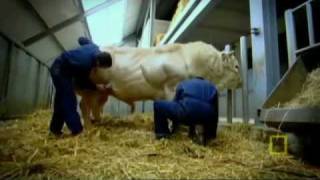 NATIONAL GEOGRAPHIC- Meet the Super Cow