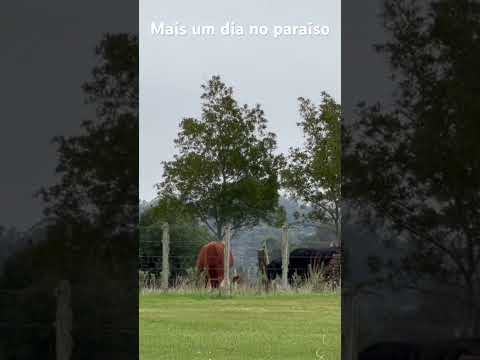 Mais um dia no paraíso #labarra #maldonado #uruguai #uruguay #gado #liberdade #simplicity