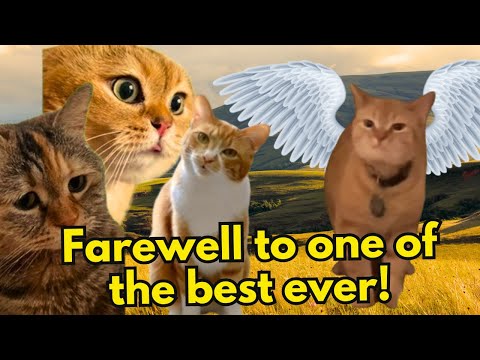 All the Cats say Farewell to Cala (I Go Meow Cat), the singer Cat