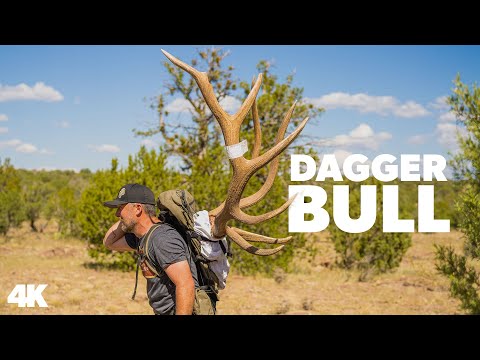 "Dagger Bull" - Giant Arizona Management Bull Elk with Vaquero Outfitters