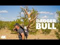 "Dagger Bull" - Giant Arizona Management Bull Elk with Vaquero Outfitters