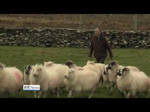 Funniest Irish farmer's accent