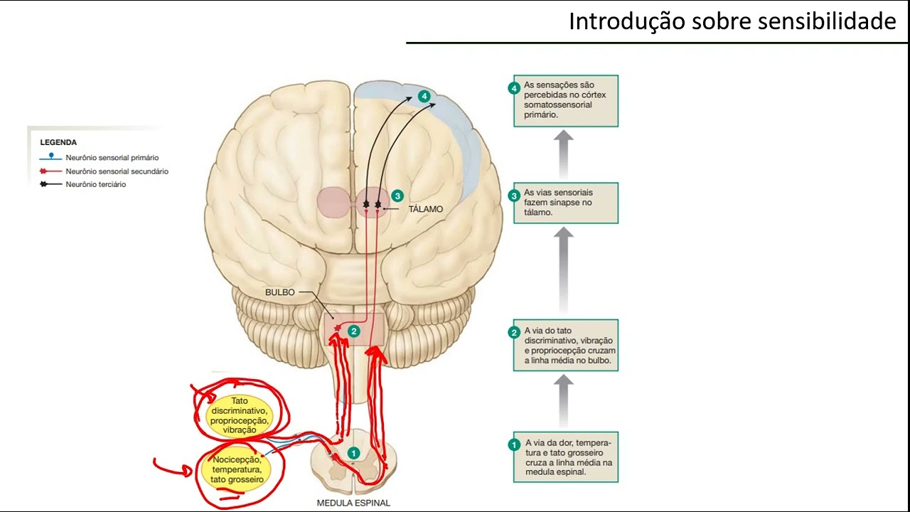 NEUROANATOMIA - visão geral de uma via sensitiva
