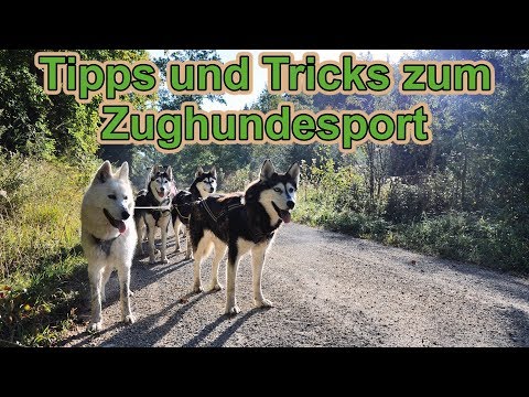 Zughundesport - Tipps & Tricks / Hundeausbildung / Hundetraining / Hundeerziehung / Nature Trails